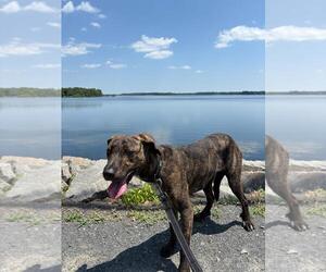 Mutt Dogs for adoption in Morganville, NJ, USA