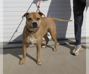 Mastiff Dogs for adoption in Louisville, KY, USA
