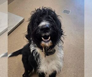 Labrador Retriever Dogs for adoption in Silver Spring, MD, USA