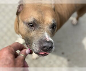 Mutt Dogs for adoption in Tulsa, OK, USA