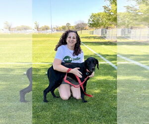 Mutt Dogs for adoption in Euless, TX, USA