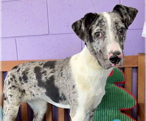 Australian Shepherd-Unknown Mix Dogs for adoption in Genesee, WI, USA