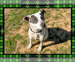 American Pit Bull Terrier Dogs for adoption in Ojai, CA, USA