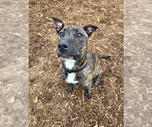 Plott Hound-Unknown Mix Dogs for adoption in Denver, CO, USA