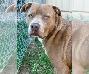 Mastiff Dogs for adoption in La Porte, IN, USA