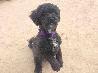 Poodle (Miniature) Dogs for adoption in Santa Fe, NM, USA