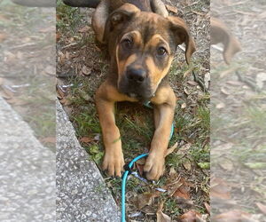 Black Mouth Cur-Labrador Retriever Mix Dogs for adoption in Sanford, FL, USA