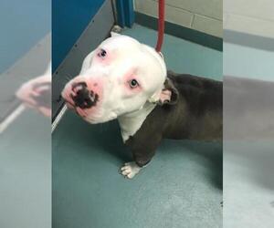 American Pit Bull Terrier Dogs for adoption in Peoria, IL, USA