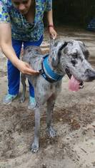 Great Dane Dogs for adoption in Crestview, FL, USA