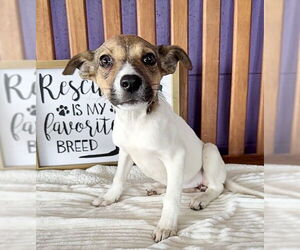 Rat Terrier-Unknown Mix Dogs for adoption in Genesee, WI, USA