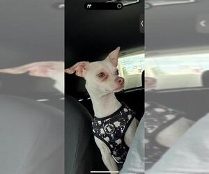Chihuahua-Unknown Mix Dogs for adoption in San Antonio, TX, USA