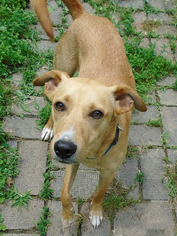 Mutt Dogs for adoption in Stockport, OH, USA