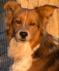 Medium Photo #1 Border-Aussie Puppy For Sale in Corrales, NM, USA