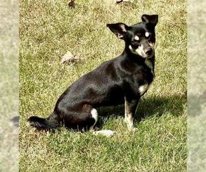 Chipin Dogs for adoption in Warwick, RI, USA
