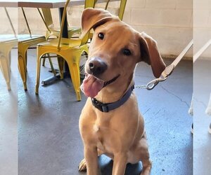 Labrador Retriever-Unknown Mix Dogs for adoption in Fort Worth, TX, USA
