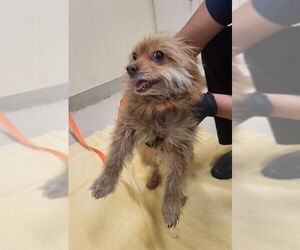 Toy Fox Terrier-Unknown Mix Dogs for adoption in Fremont, CA, USA