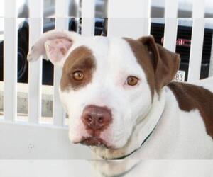 Labrador Retriever Dogs for adoption in Salem, MA, USA
