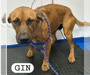 Mutt Dogs for adoption in Woodbury, NY, USA