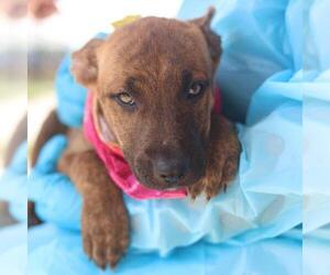 Plott Hound-Unknown Mix Dogs for adoption in San Antonio, TX, USA