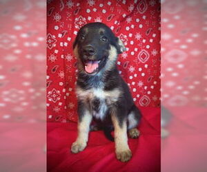 Australian Kelpie-Unknown Mix Dogs for adoption in Pleasanton, TX, USA