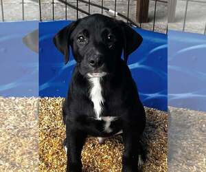 German Shorthaired Lab Dogs for adoption in New Smyrna Beach, FL, USA