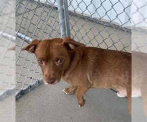 Chihuahua Dogs for adoption in Bakersfield, CA, USA