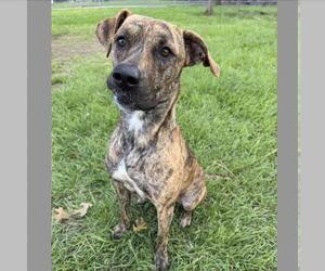 Mutt Dogs for adoption in Conroe, TX, USA