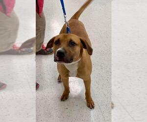 Boxador Dogs for adoption in Wilmington, NC, USA