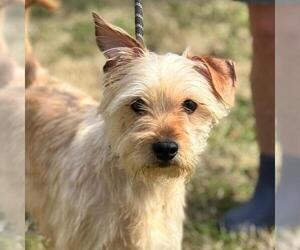 Mutt Dogs for adoption in Yardley, PA, USA