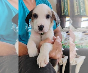 Australian Shepherd-Collie Mix Dogs for adoption in Scottsboro, AL, USA