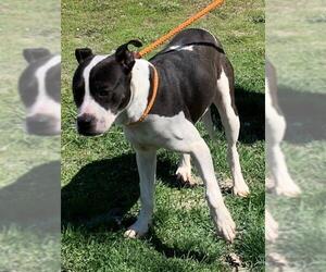 American Pit Bull Terrier Dogs for adoption in Hillsdale, IN, USA