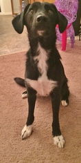 Border Collie-Unknown Mix Dogs for adoption in Wasilla, AK, USA