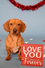 Small Dachshund Mix