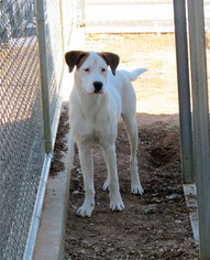 Boxador Dogs for adoption in Granbury, TX, USA