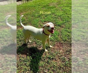 Labrador Retriever-Unknown Mix Dogs for adoption in Wakefield, RI, USA