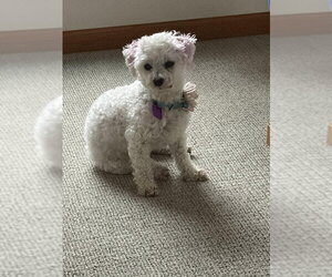 Bichon Frise Dogs for adoption in Mukwonago, WI, USA