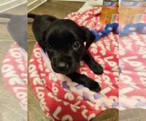 Labrador Retriever-Unknown Mix Dogs for adoption in Princeton, MN, USA