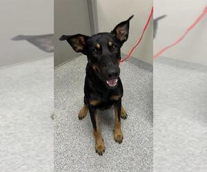 Doberman Pinscher-Unknown Mix Dogs for adoption in Pasadena, TX, USA