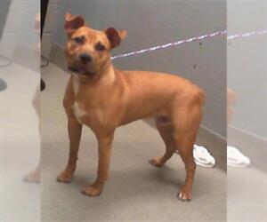 American Pit Bull Terrier-Unknown Mix Dogs for adoption in Las Vegas, NV, USA