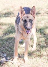 Medium Photo #1 German Shepherd Dog Puppy For Sale in Austin, TX, USA