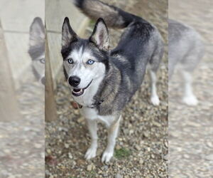 Siberian Husky-Unknown Mix Dogs for adoption in Woodsfield, OH, USA