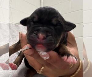 Black Mouth Cur-Unknown Mix Dogs for adoption in Salisbury, NC, USA