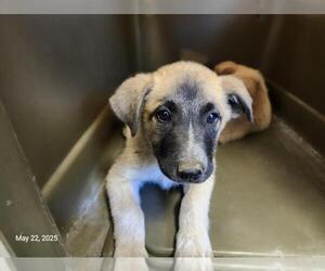 Great Pyrenees-Unknown Mix Dogs for adoption in Santa Cruz, CA, USA