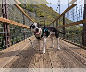 Bullypit Dogs for adoption in Salt Lake City, UT, USA