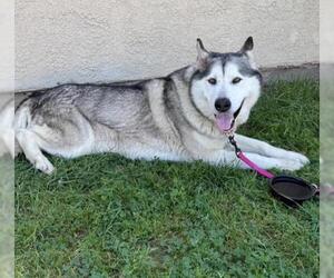 Alaskan Malamute Dogs for adoption in Bakersfield, CA, USA