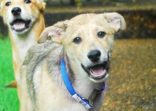 Shepradors Dogs for adoption in Memphis, TN, USA