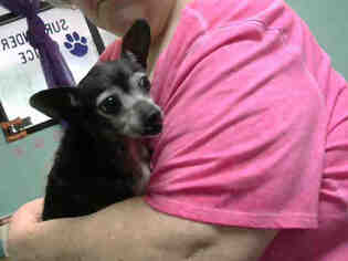 Chihuahua-Unknown Mix Dogs for adoption in Lufkin, TX, USA
