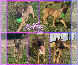German Shepherd Dog-Unknown Mix Dogs for adoption in Blacksburg, SC, USA