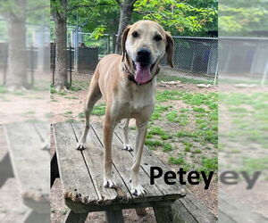 Coonhound-Unknown Mix Dogs for adoption in Mountain View, AR, USA