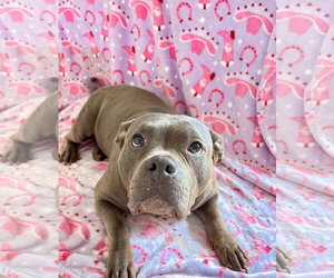 American Pit Bull Terrier-Unknown Mix Dogs for adoption in Ball Ground, GA, USA